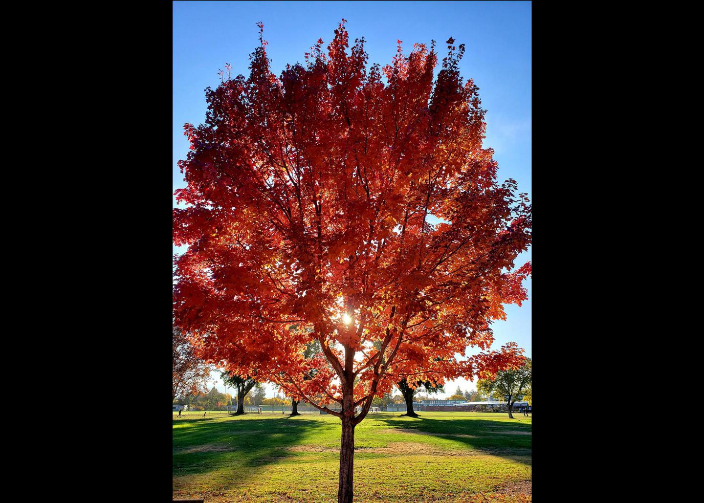 Qing Jin photo submission