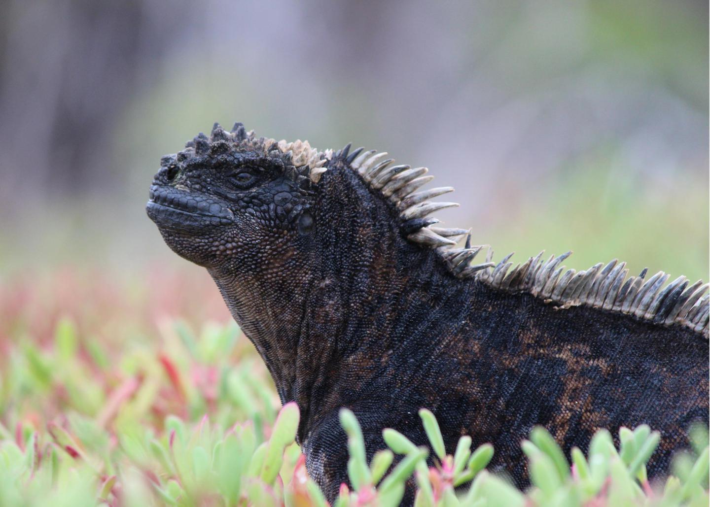 Conner Esmond photo submission